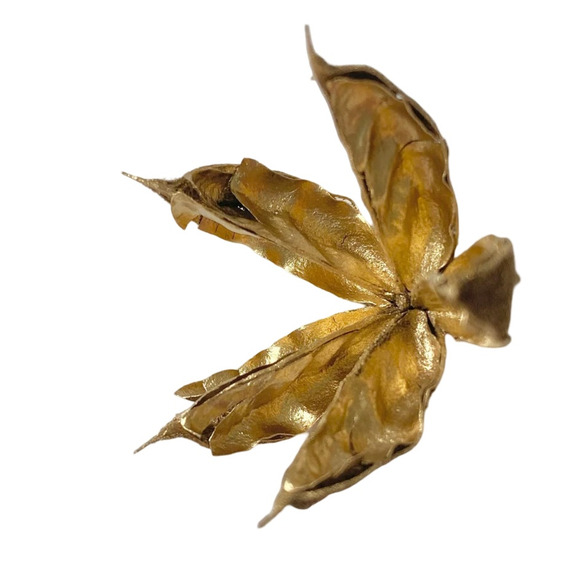 Dried Gold flowers | homegrown and handmade preserved Hibiscus seed pods - Picture 7 of 8